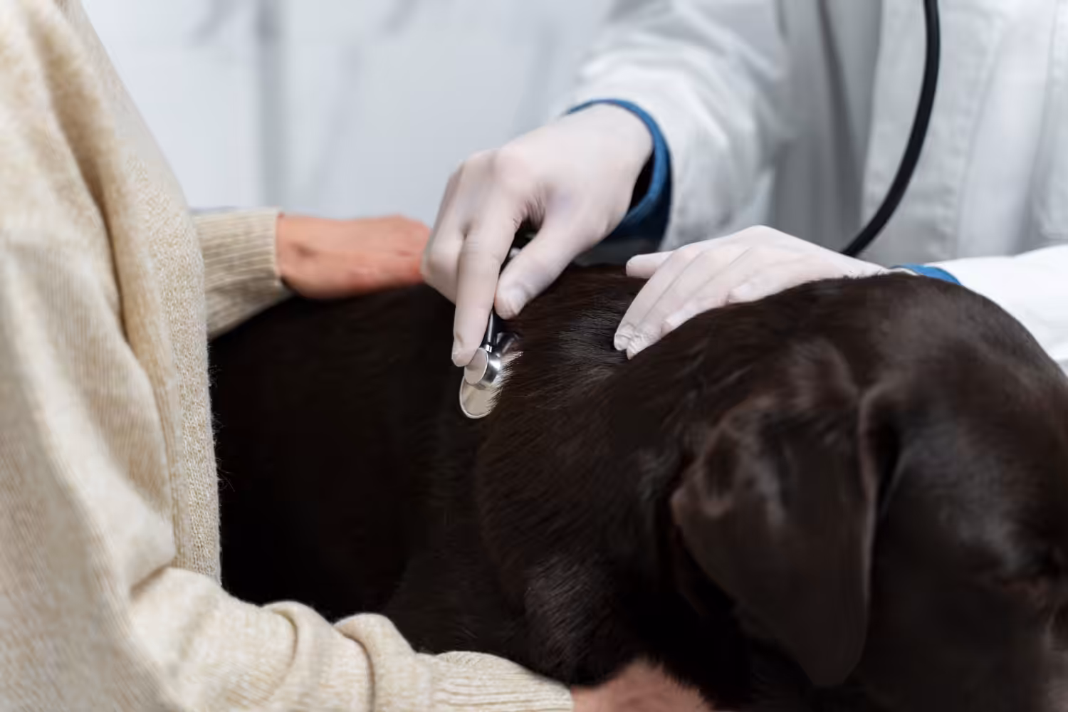 CRMV-RJ incentiva profissionais no auxilio aos animais afetados pelas recentes enchentes no RS