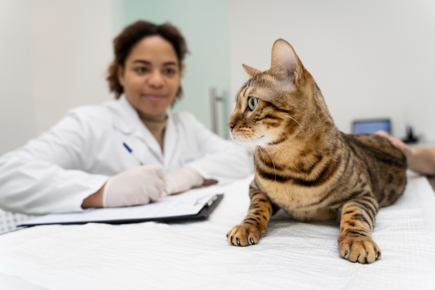 gato e veterinária