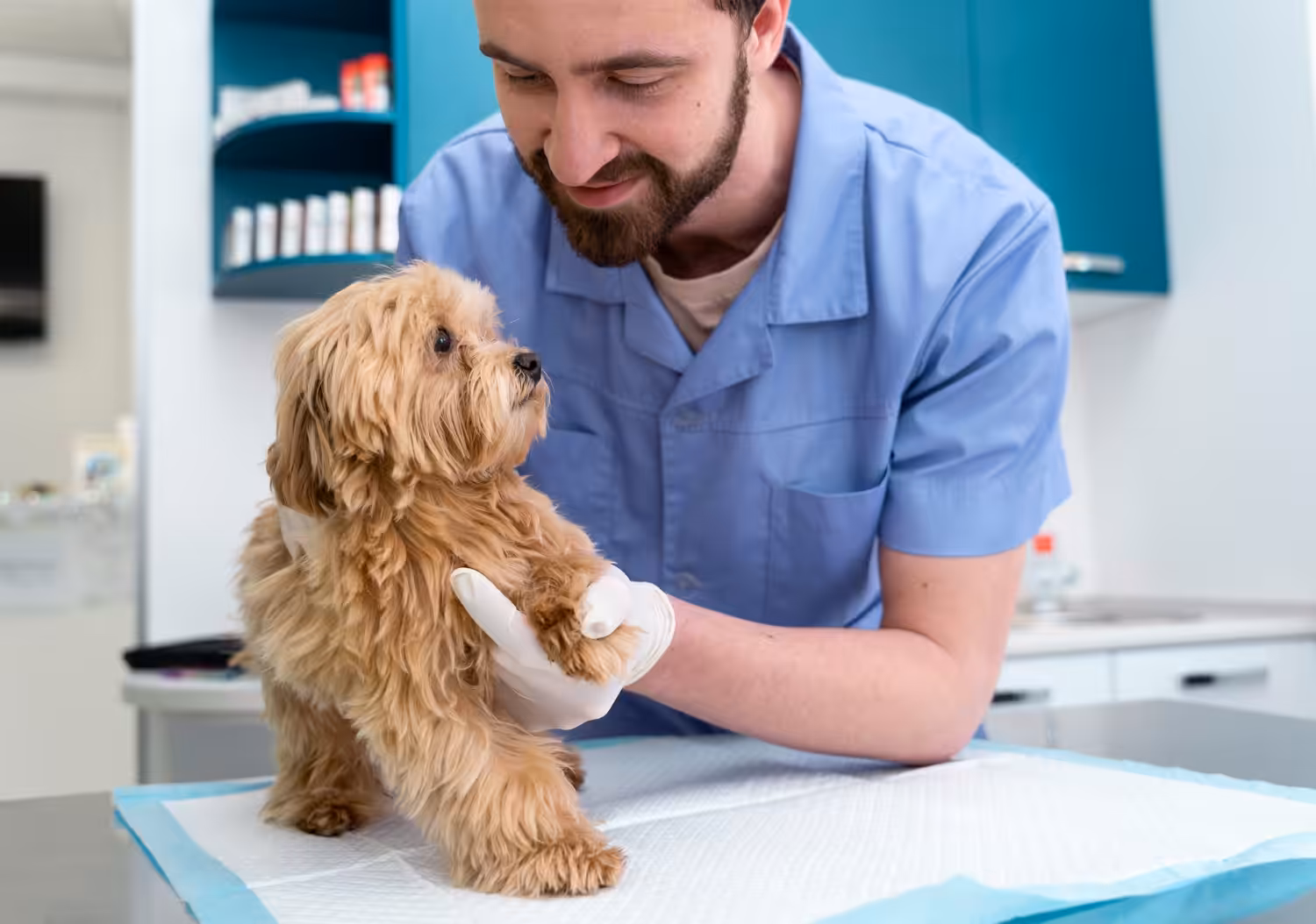 Você conhece as principais doenças ortopédicas que podem acometer seu pet?