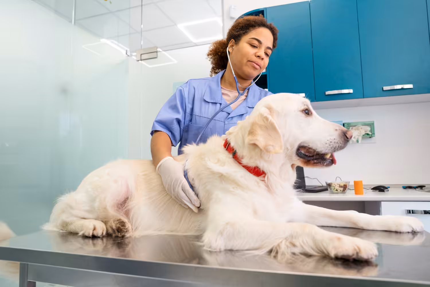 Você sabe a hora de levar seu pet ao veterinário?