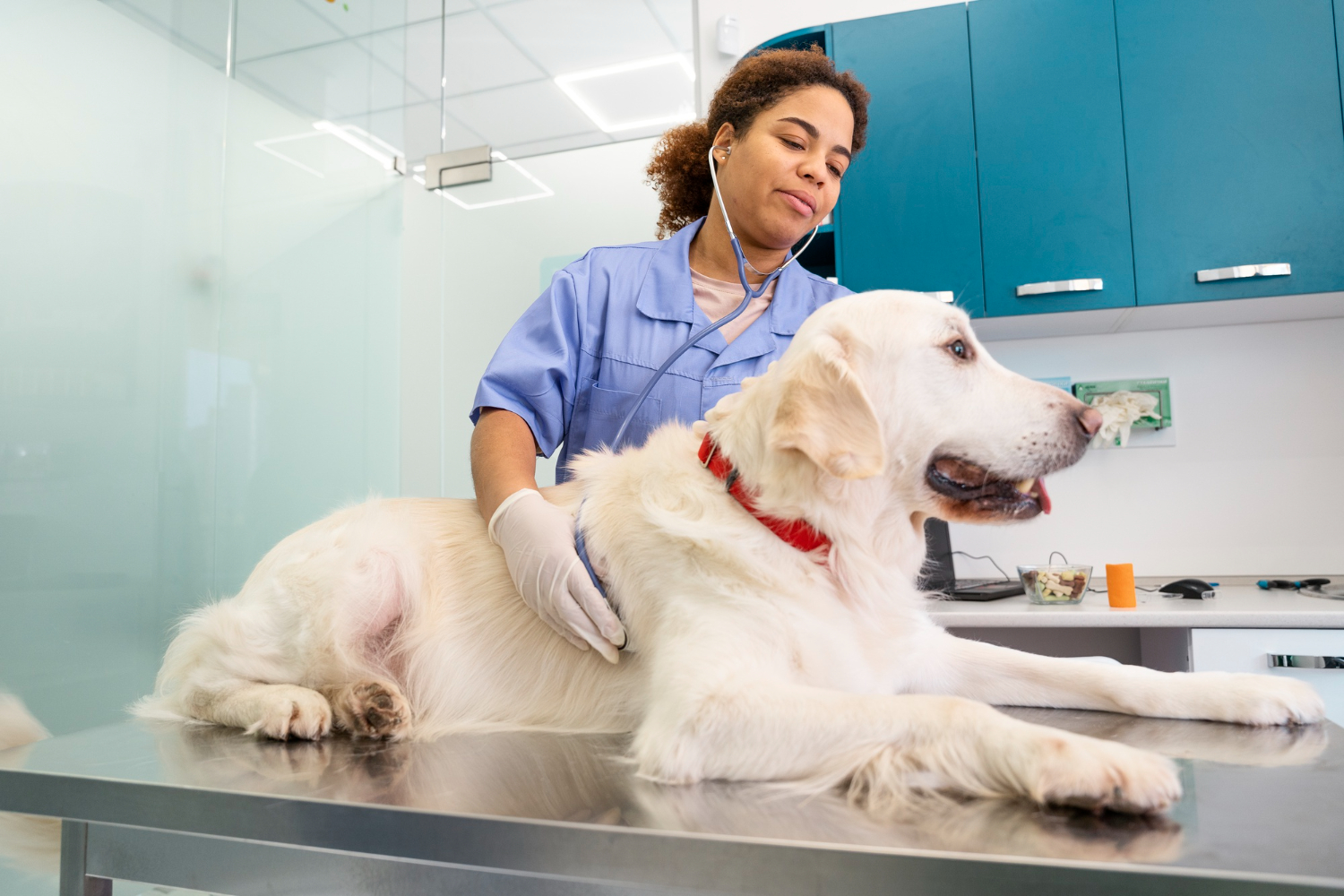 cachorro no veterinário