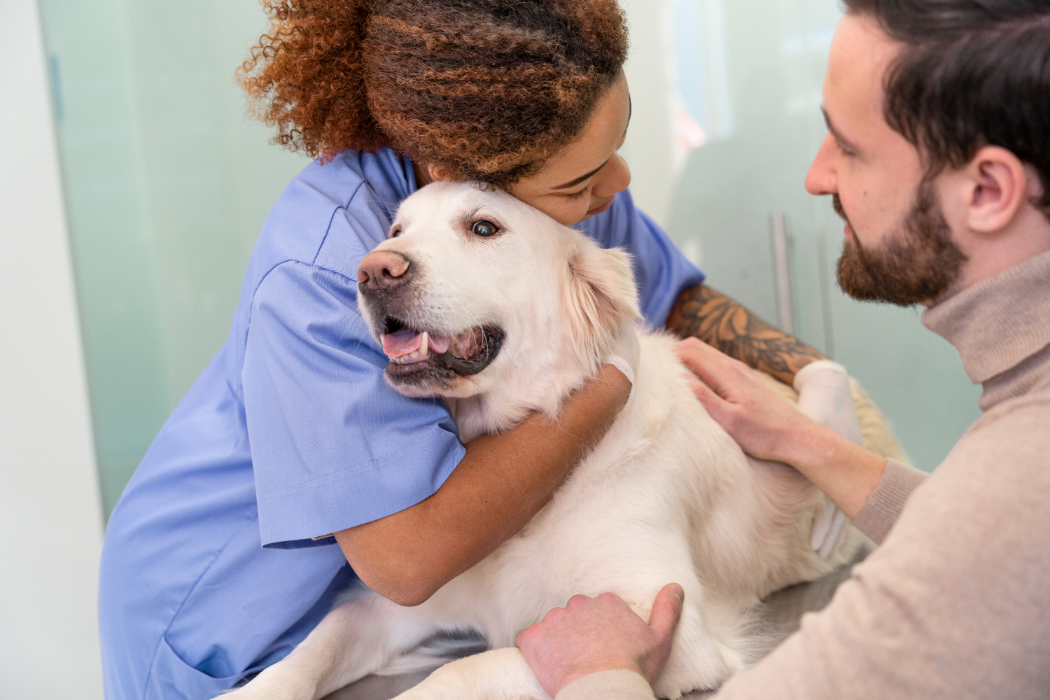 Estudo revela que estresse do tutor influencia o bem-estar dos cães