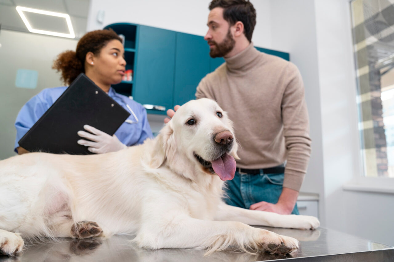 cão-veterinário.jpg