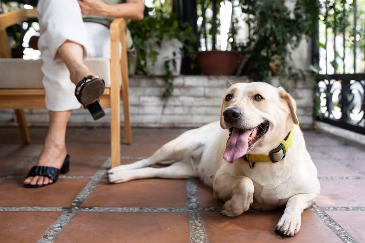 Veterinário dá dicas para garantir uma nutrição equilibrada e hidratação adequada para os pets