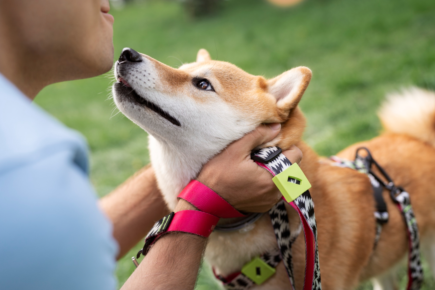 Diagnóstico precoce da diabetes garante longevidade aos pets