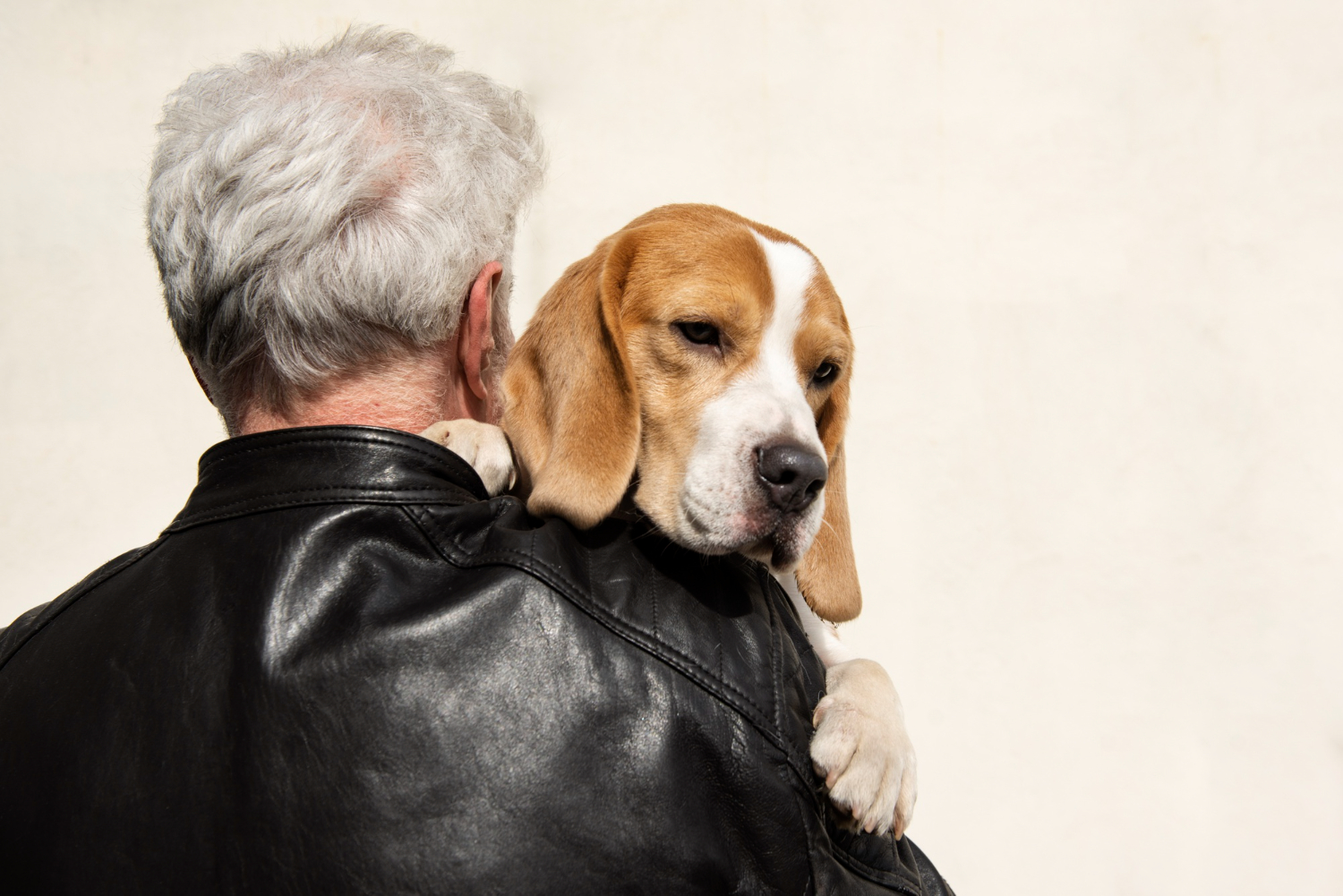 cães idosos