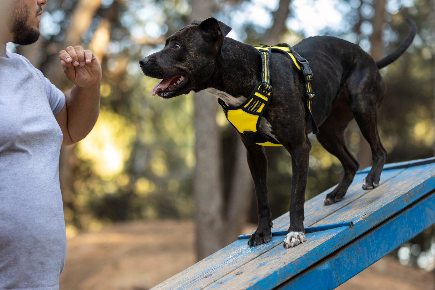 Adestrador profissional destaca raças de cães mais fáceis de treinar