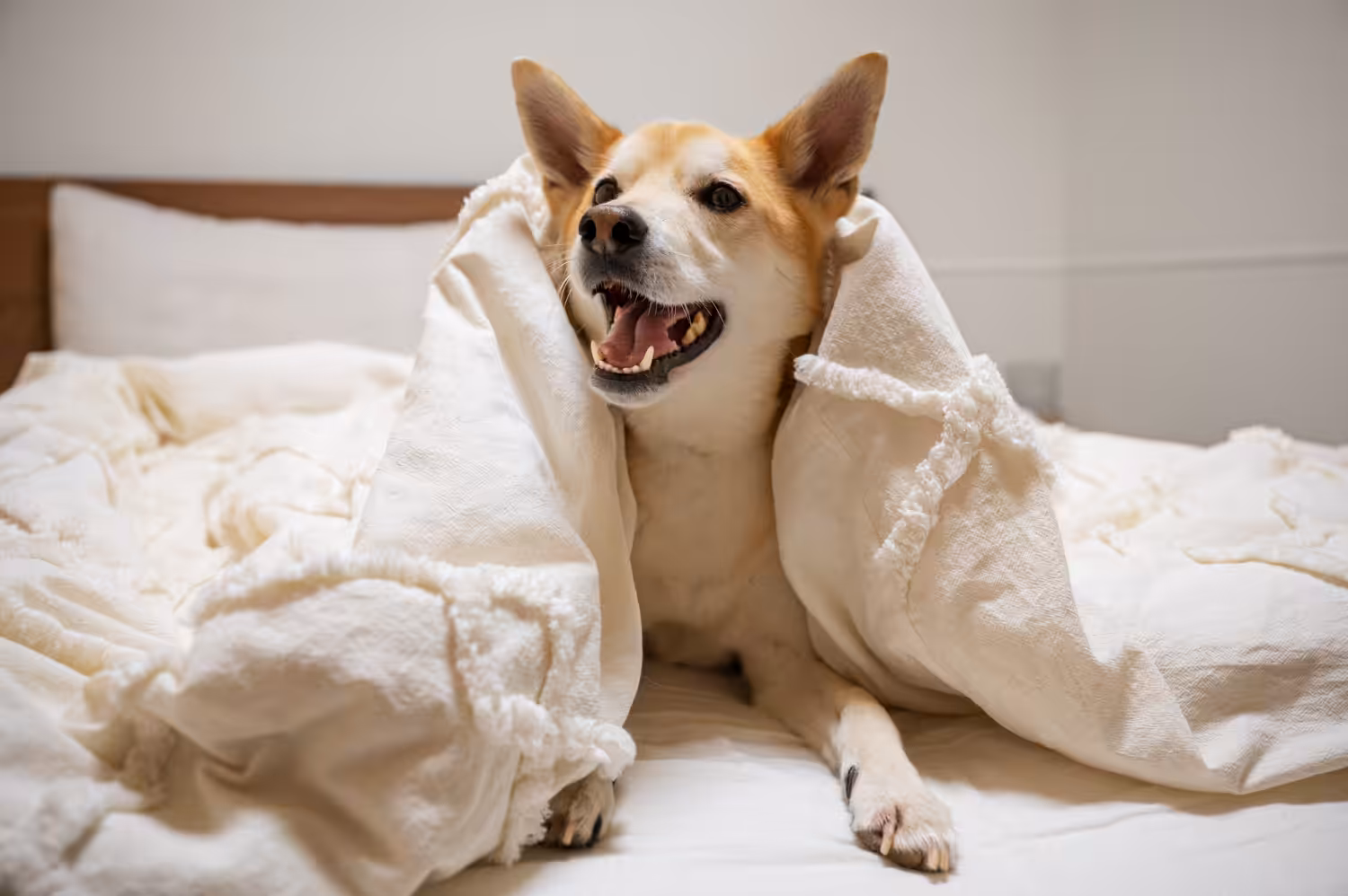 Seu cão dorme mal? Saiba como melhorar o sono dos pets