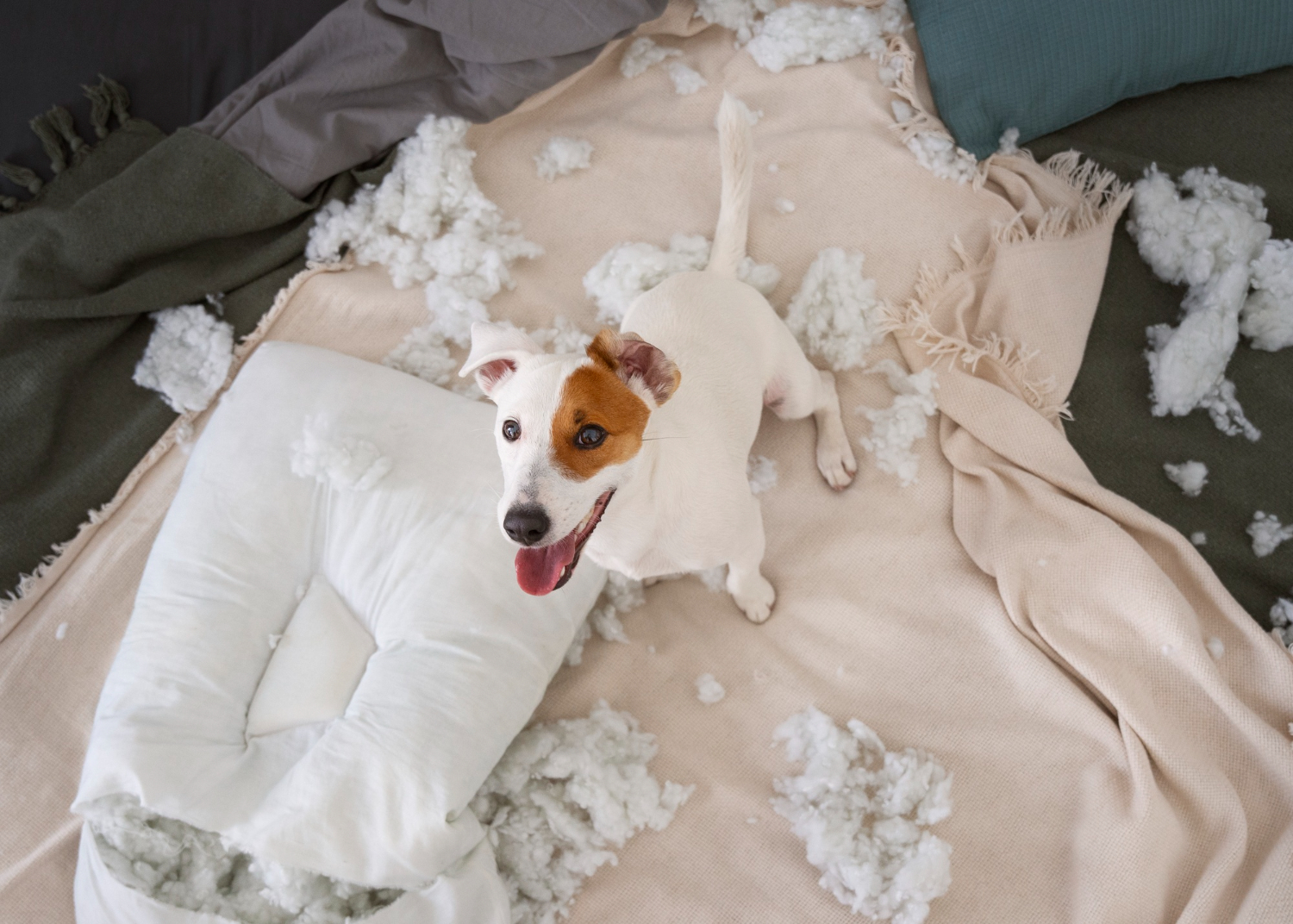 cão destruidor