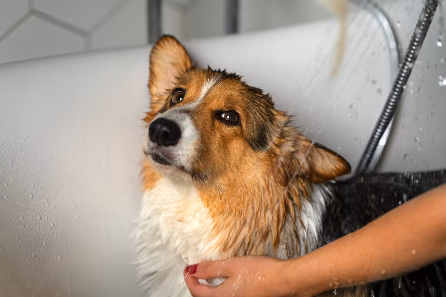 Veterinária orienta tutores sobre banhos caseiros e produtos adequados para cães