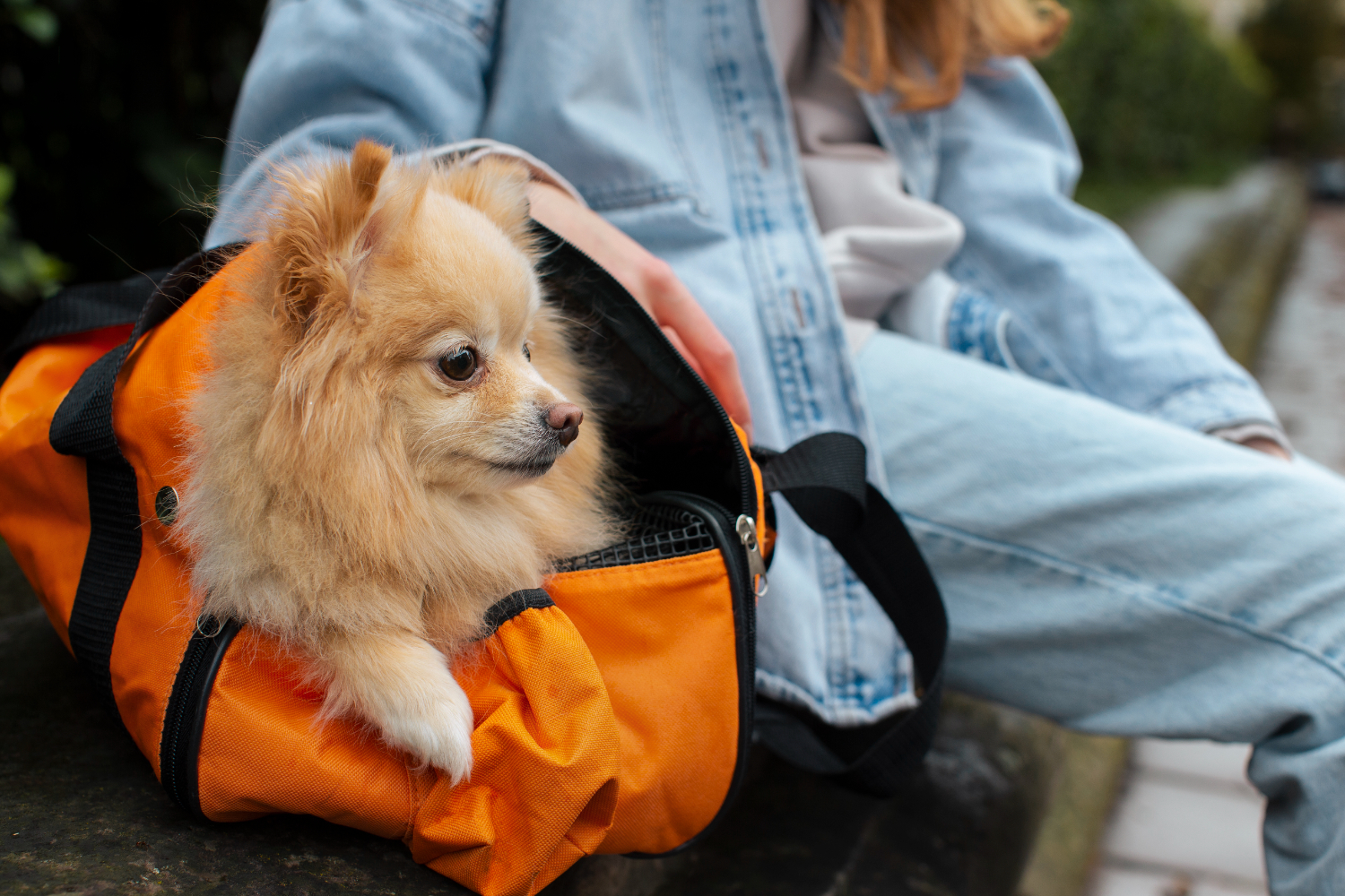 Período de férias de final de ano colabora com infecções parasitárias em pets