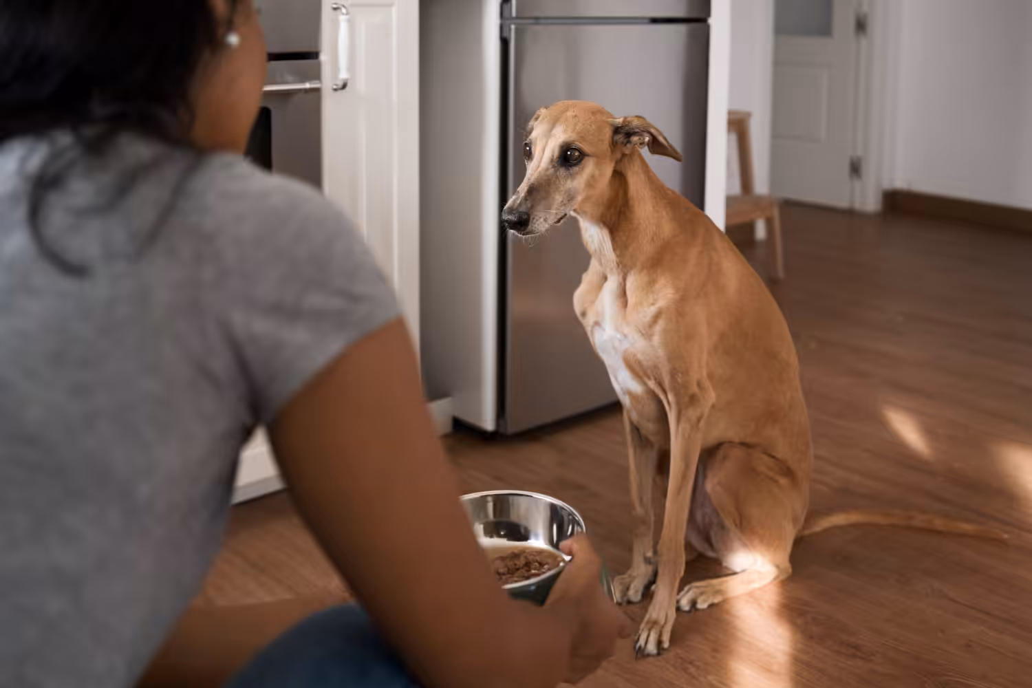 Probióticos oferecem uma série de benefícios aos animais de estimação