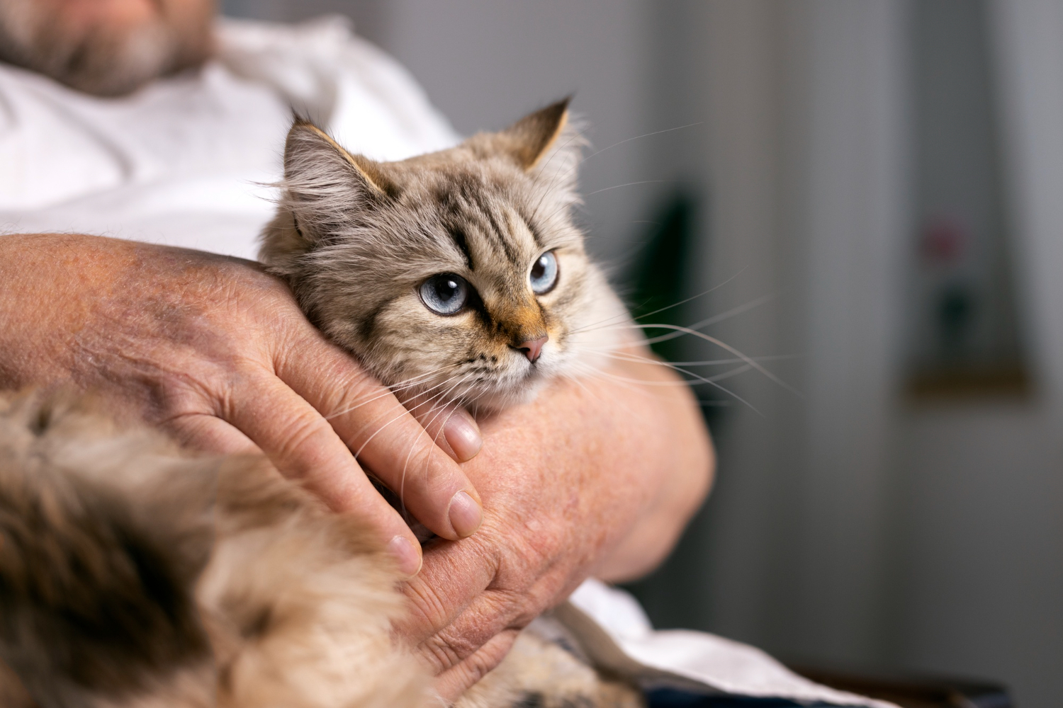 acupuntura em gatos
