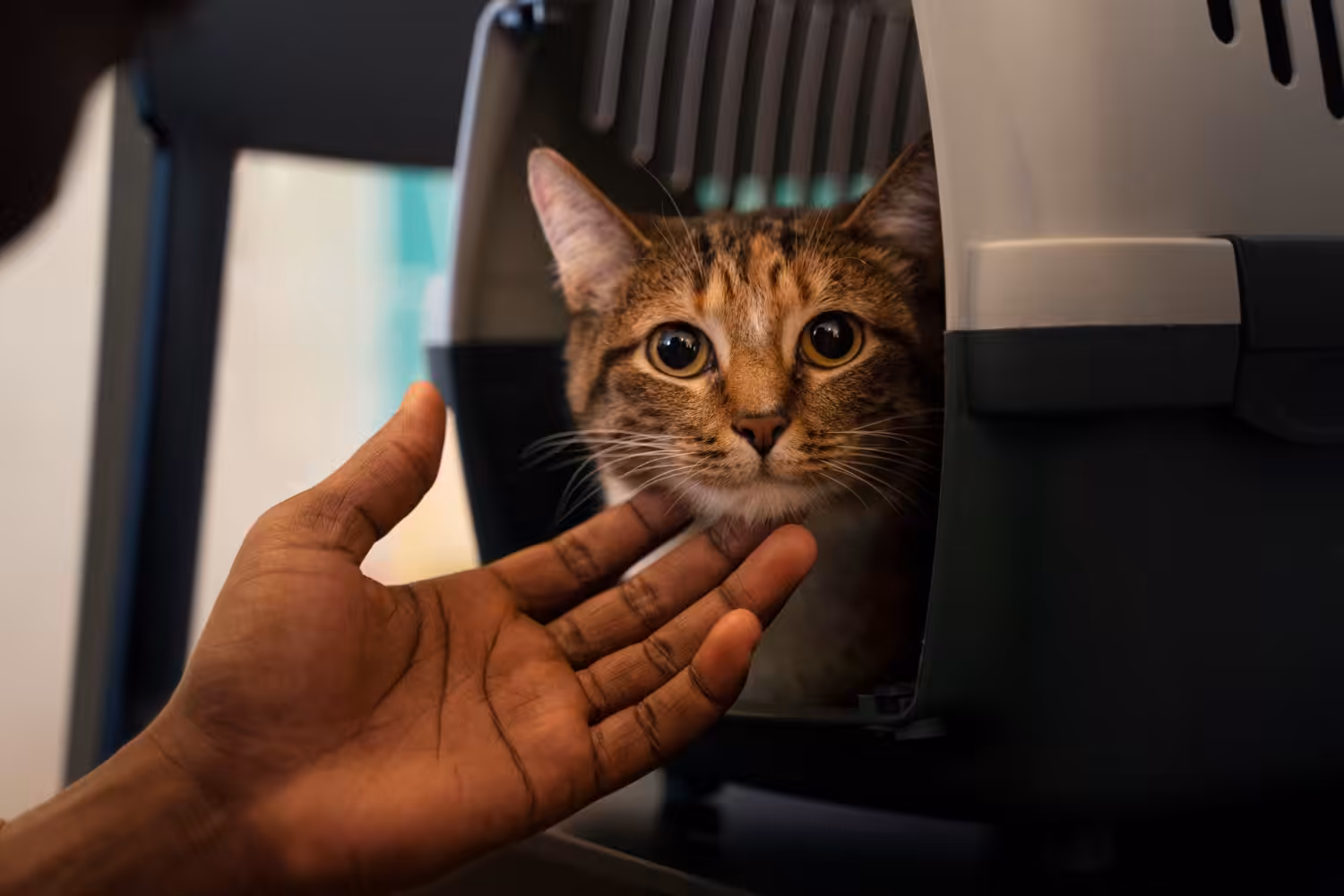 Um bom planejamento pode tornar a ida dos gatos ao veterinário menos estressante