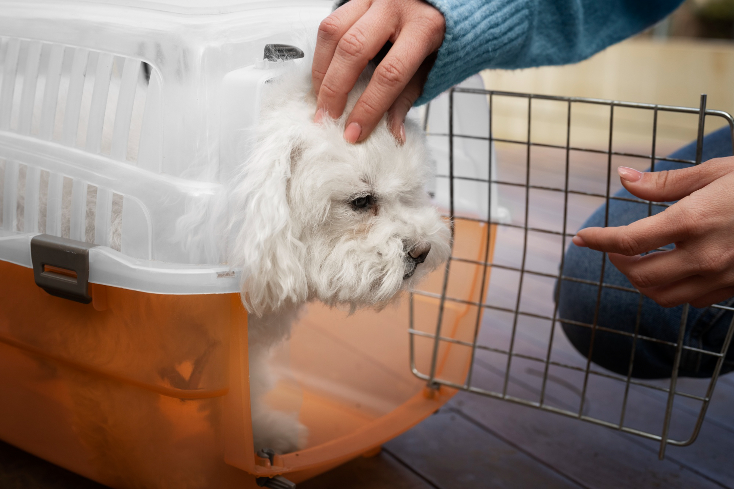 Rastreamento pode se tornar obrigatório no transporte de animais