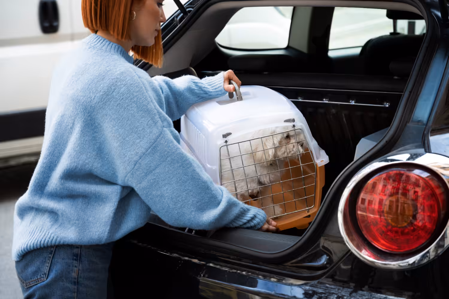 Abandono de pets cresce 30% após Natal e coloca protetores em alerta