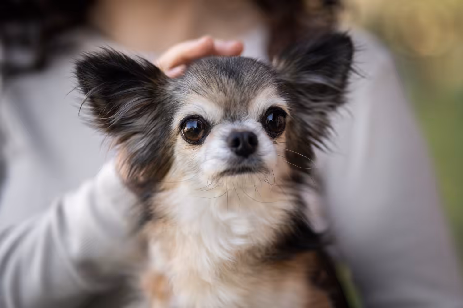 Veterinária dá dicas para evitar doença cardíacas nos pets