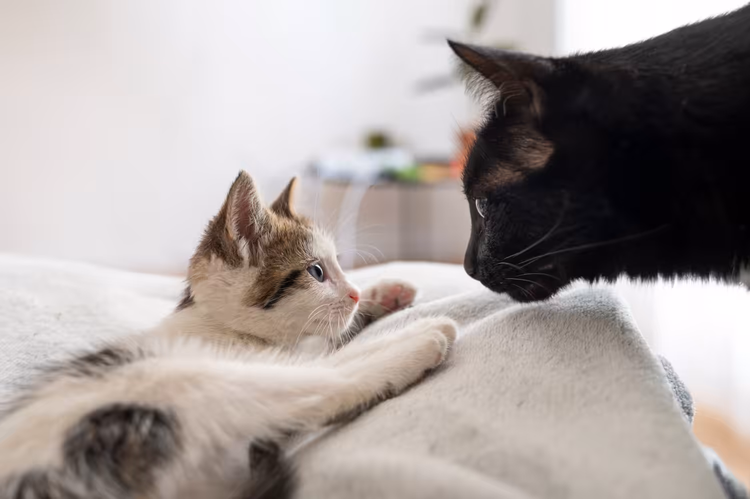 Socialização precoce tem forte influência no comportamento dos gatos