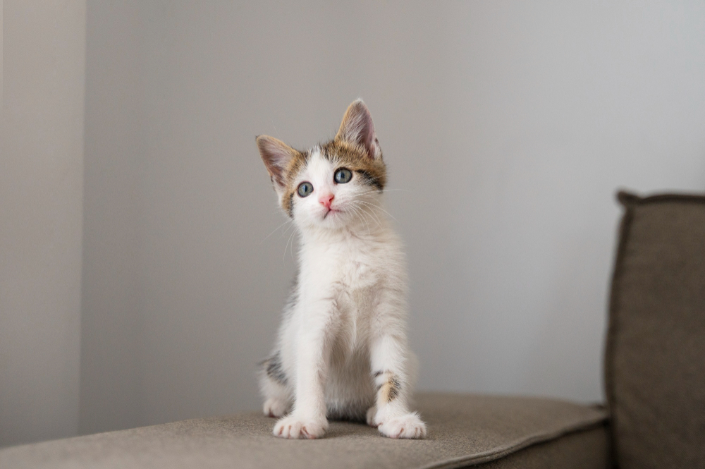gato no sofá