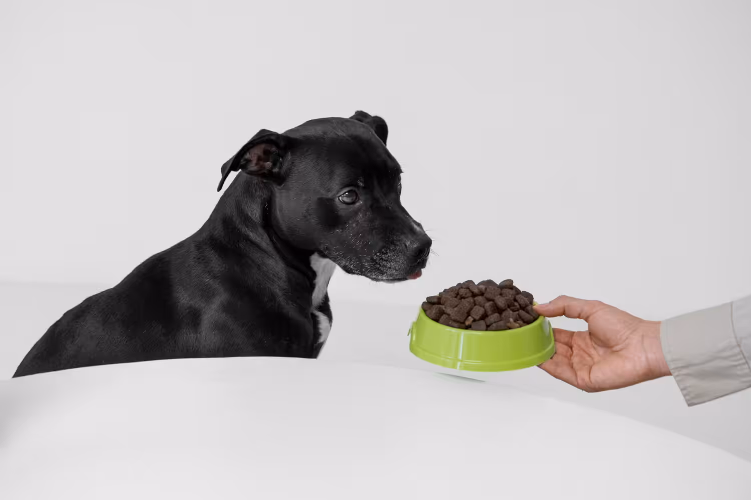 Veterinário aponta principais erros dos tutores ao escolher o alimento dos pets