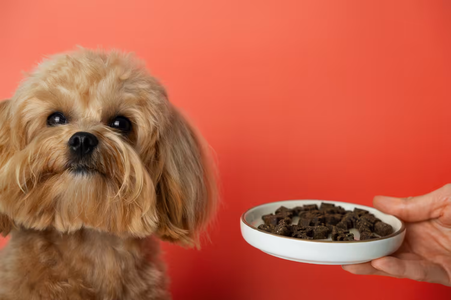 Problemas para comer? O seu pet pode ter paladar seletivo