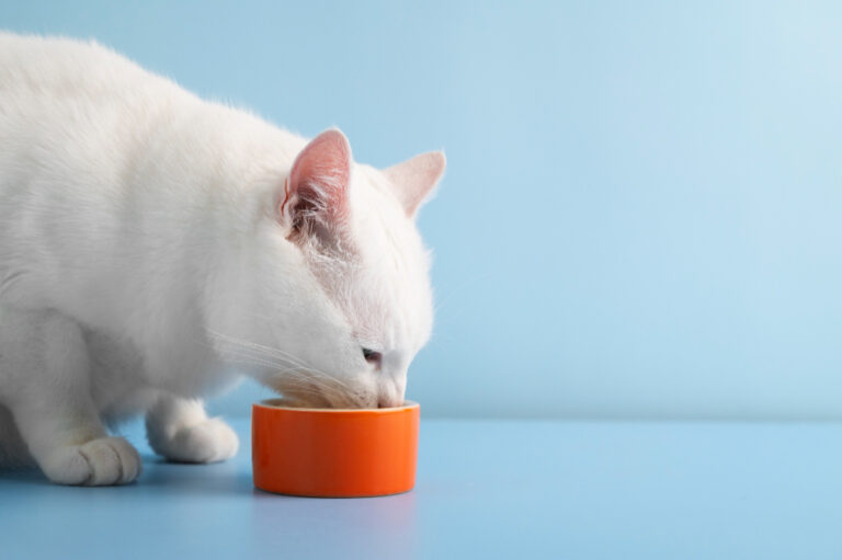 Gatos idosos também precisam de nova dieta — Entenda o motivo