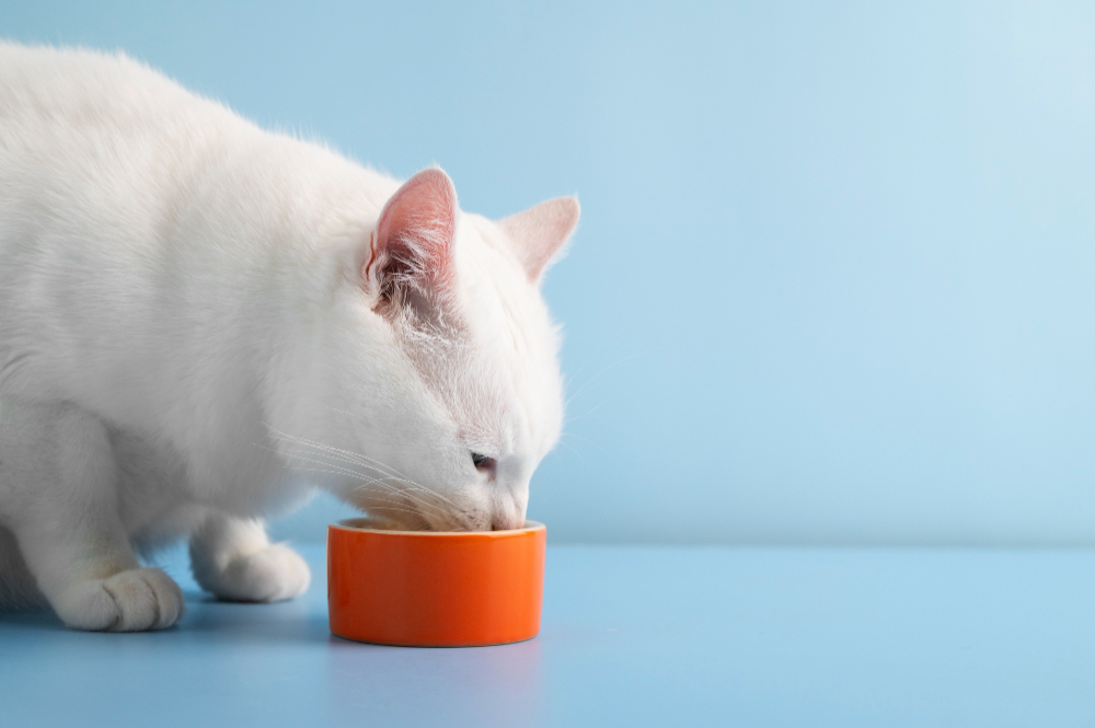 Gatos idosos também precisam de nova dieta — Entenda o motivo