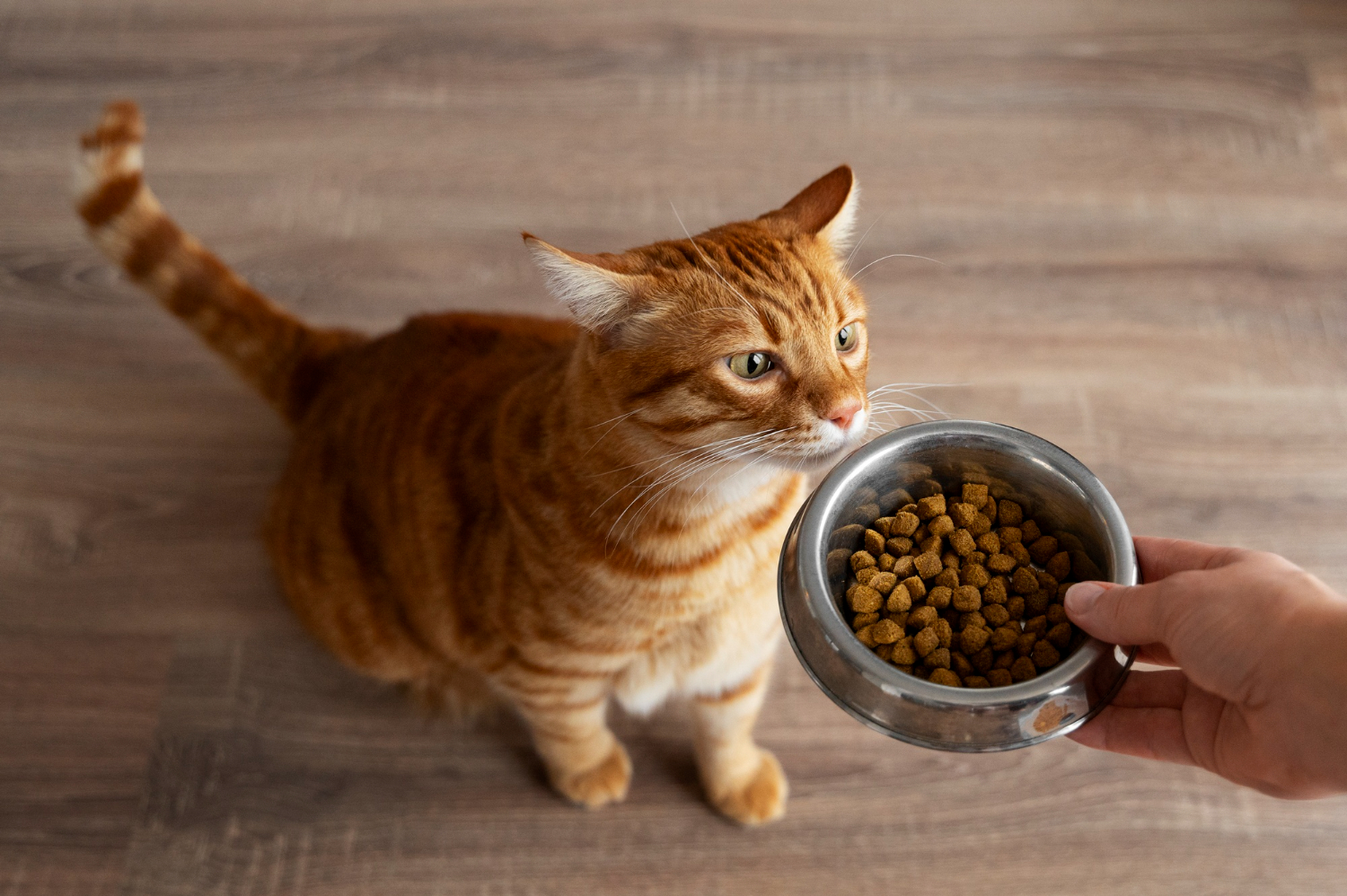 Nutrição dos felinos precisa de atenção dos tutores