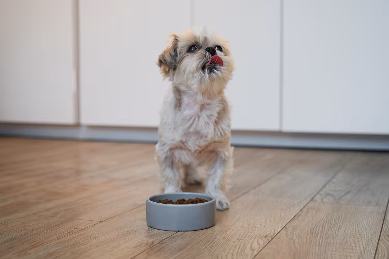 Cães e gatos precisam de alimentação adequada para cada fase de vida