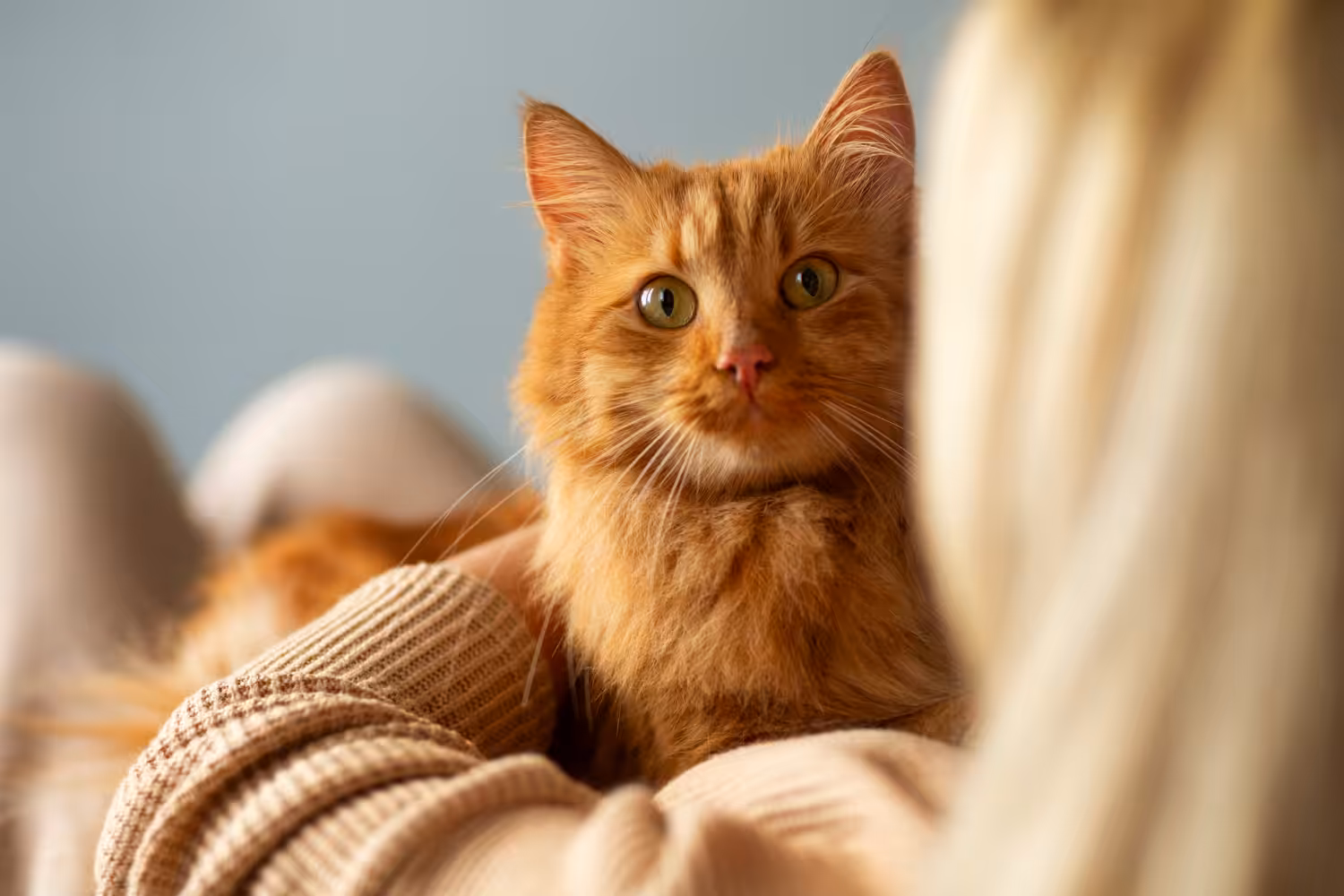 Como eliminar cheiro de xixi de gato? Conheça algumas dicas