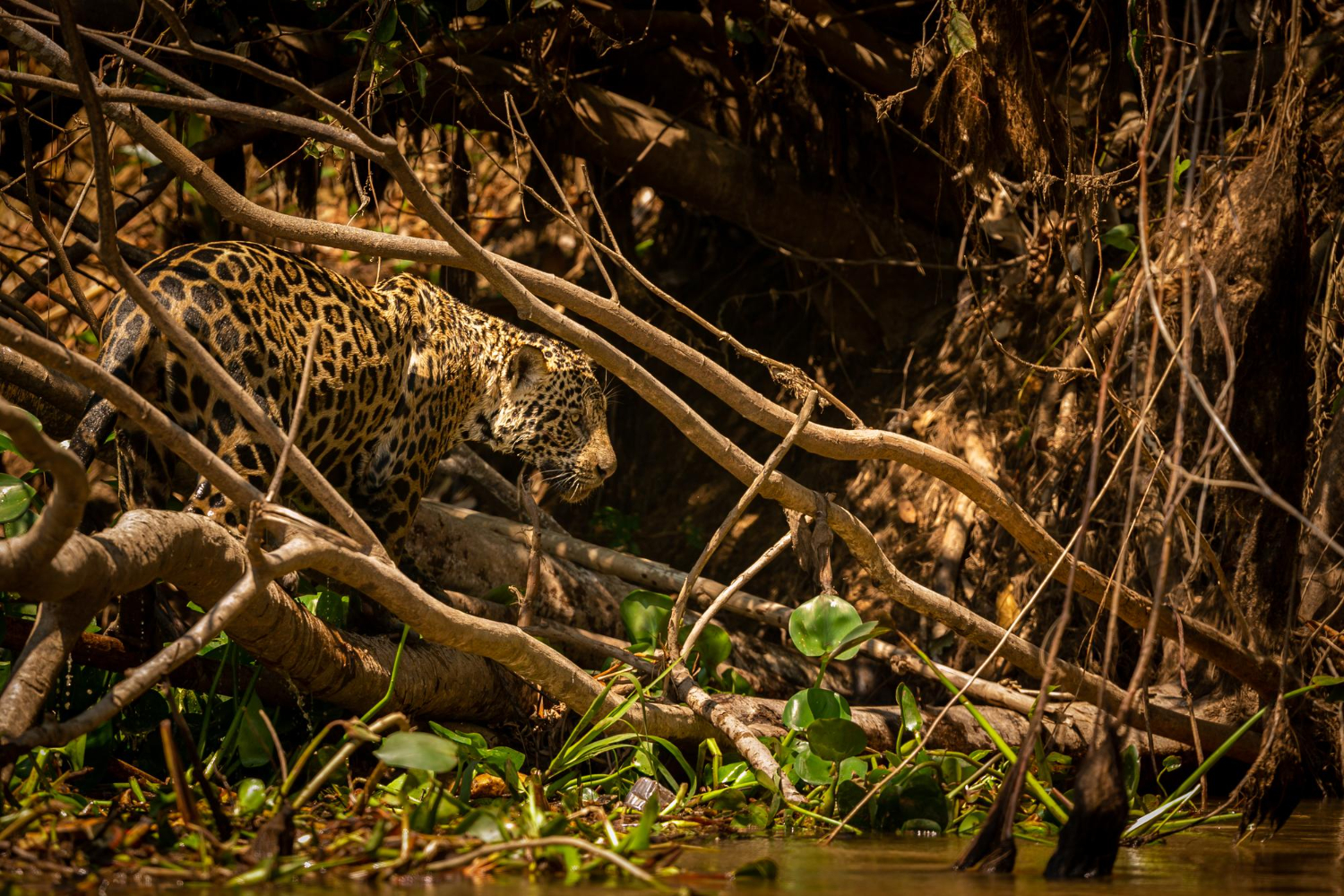 Guia de Manejo de Animais Silvestres impactados pelo fogo no Pantanal é lançado