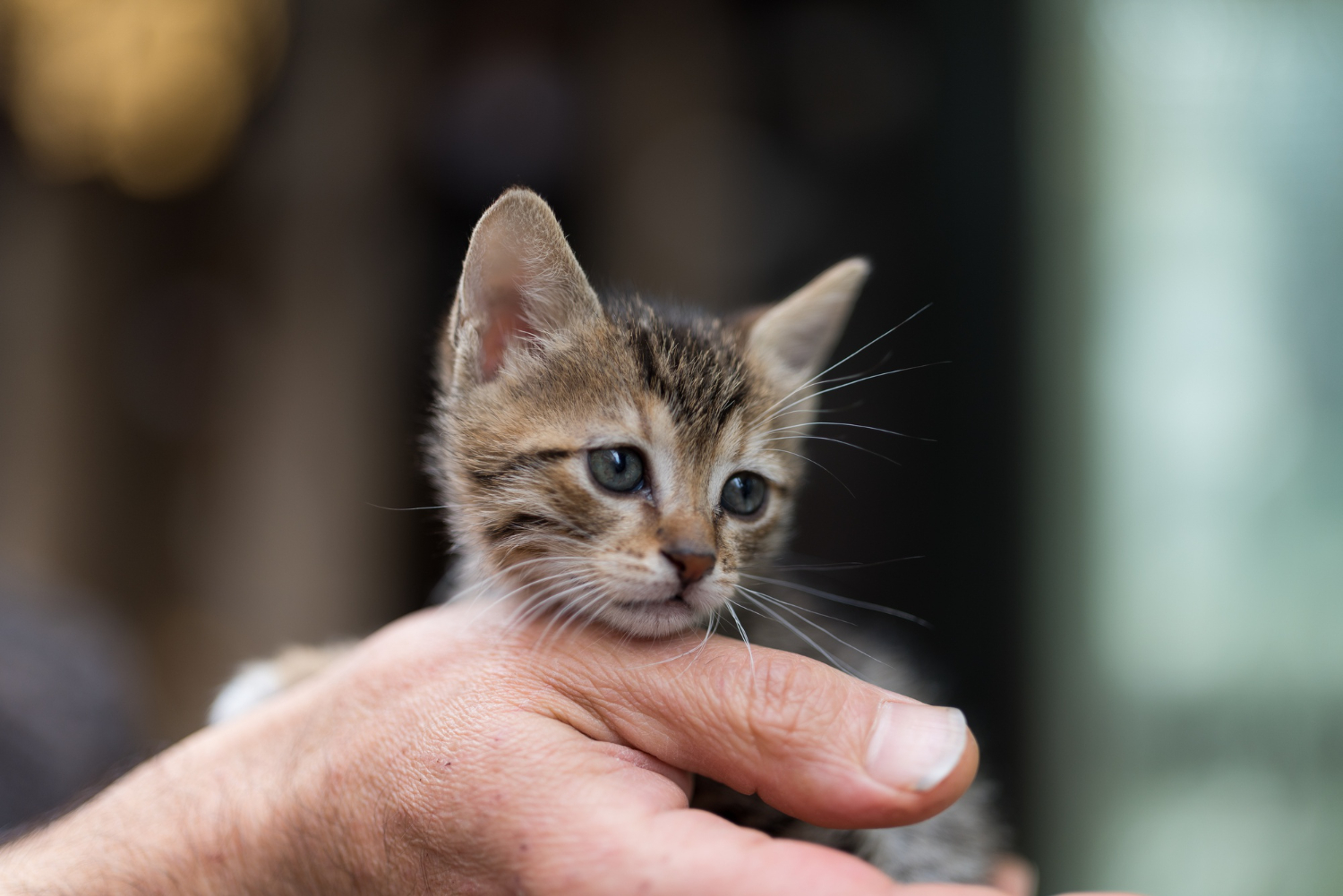 Características dos filhotes de gatos encantam a todos