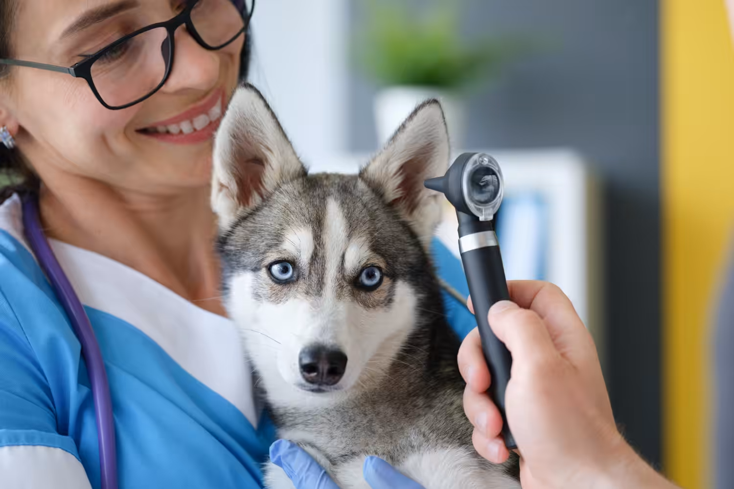 Dechra Academy disponibiliza curso de Citologia Veterinária
