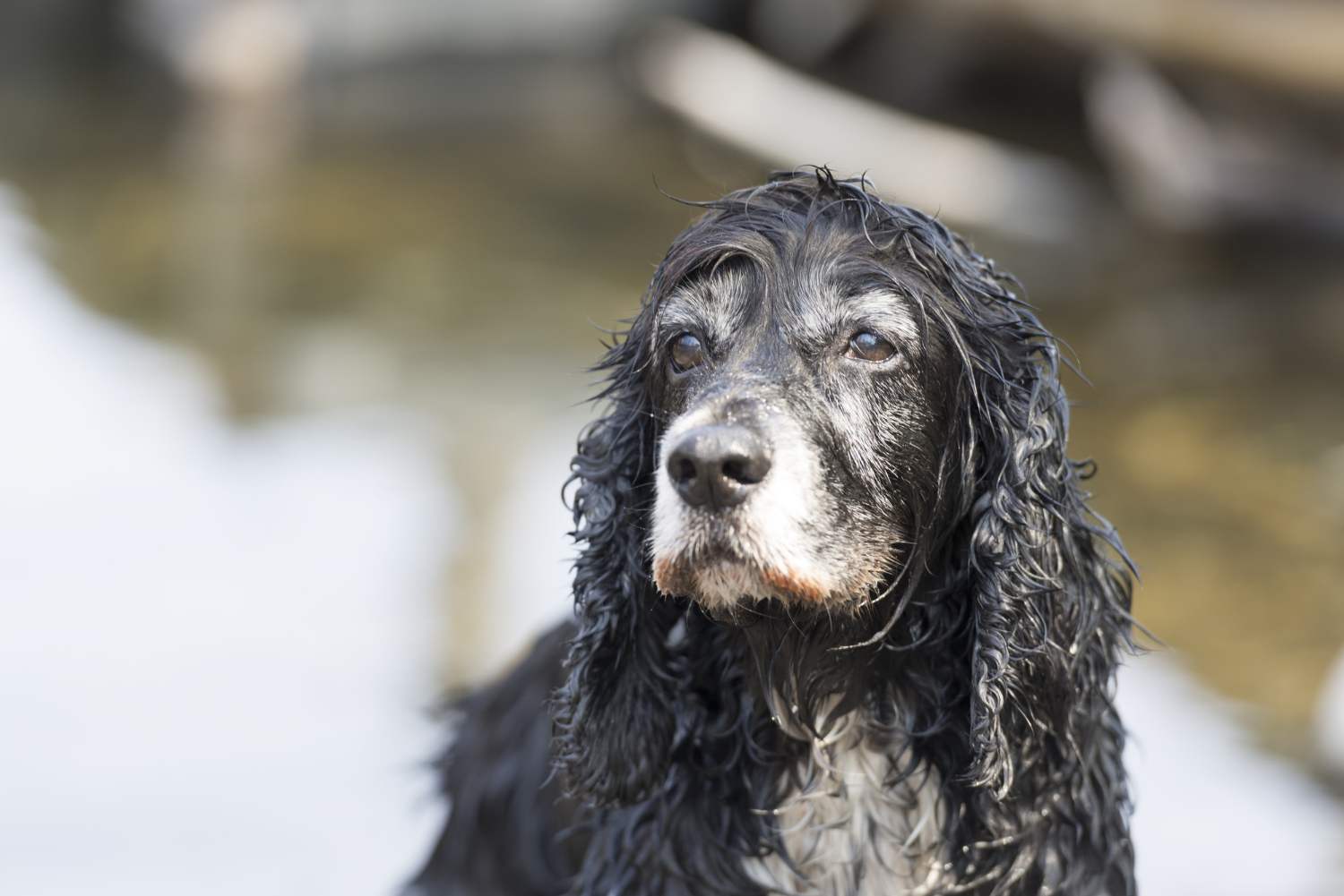 Veterinária orienta sobre cuidados com a higiene de cães idosos