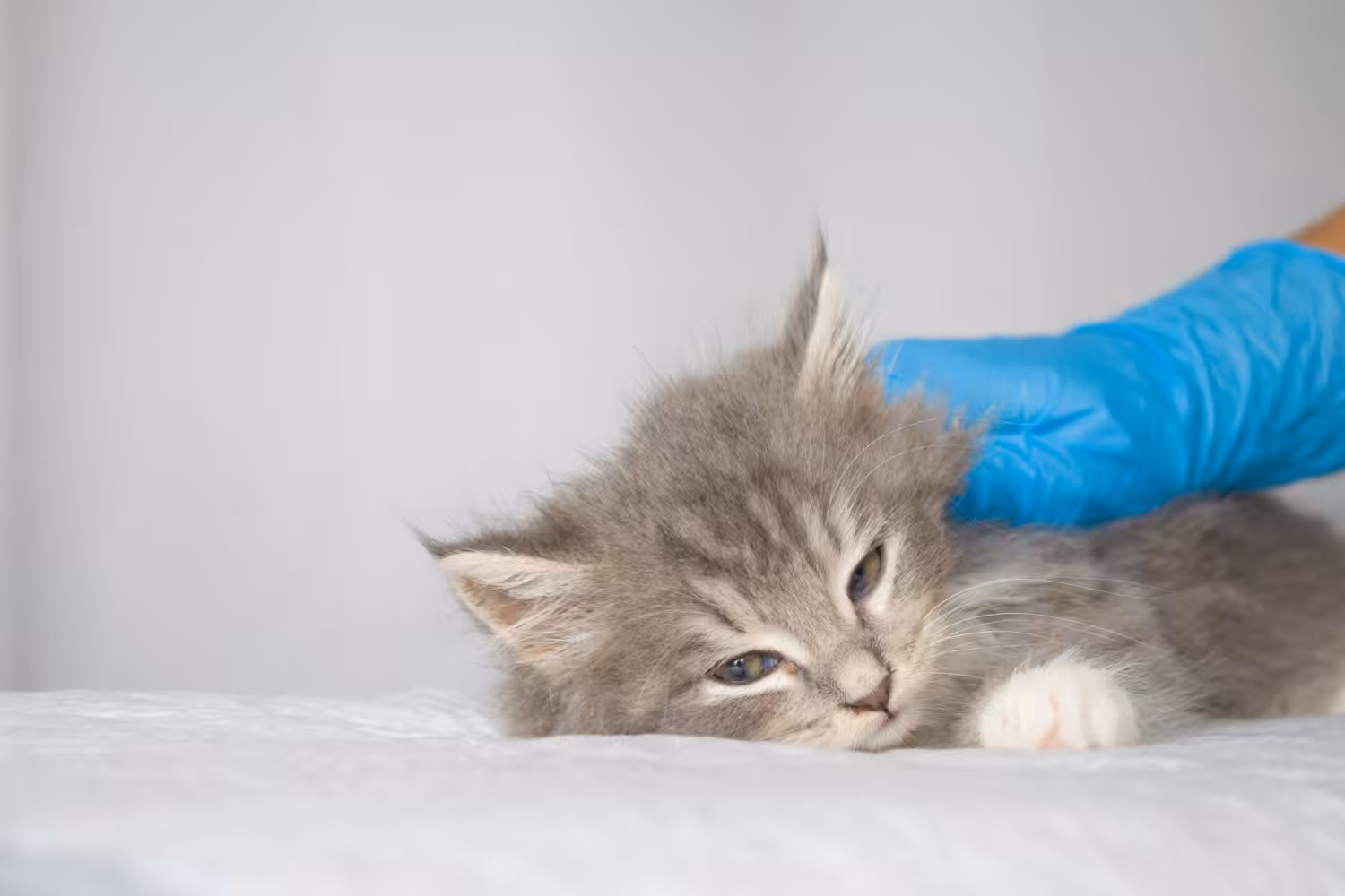 Veterinário comenta benefícios da internação acompanhada para pets