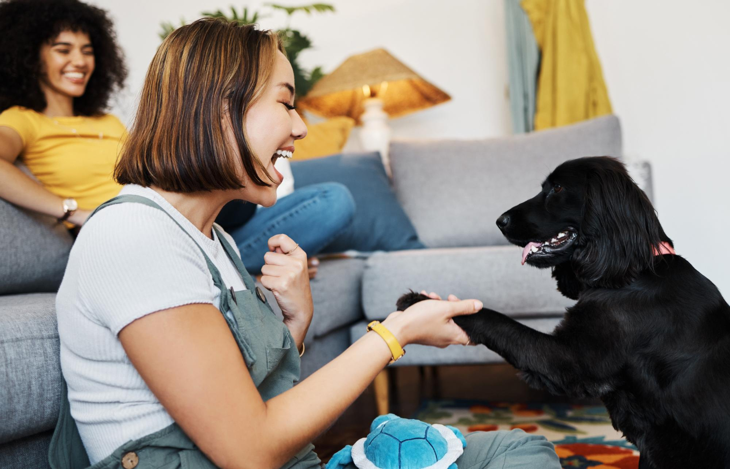 Sistema Nacional de Identificação de Cães e Gatos deve ser lançado em breve