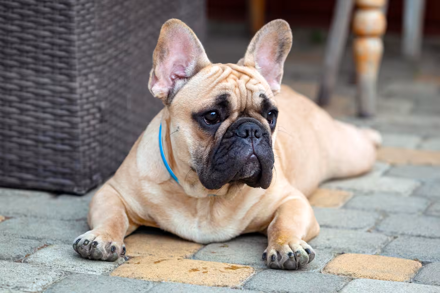 Conheça quatro características da raça buldogue francês