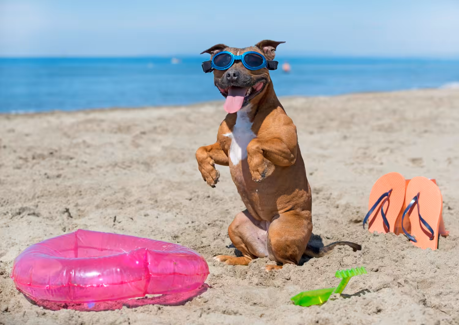 Cães na praia? Entenda melhor essa relação e os cuidados necessários