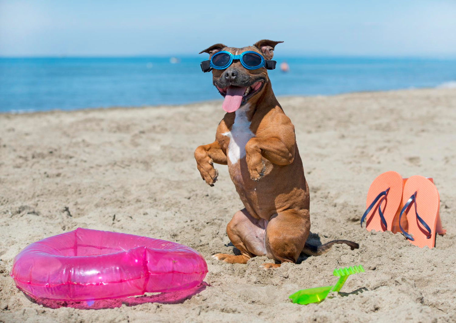 Cães na praia? Entenda melhor essa relação e os cuidados necessários