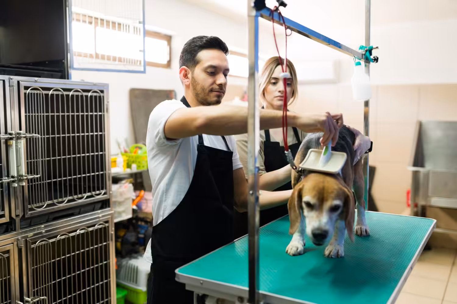 Caso de maus-tratos reacende debate sobre lei que obriga câmeras em pet shops