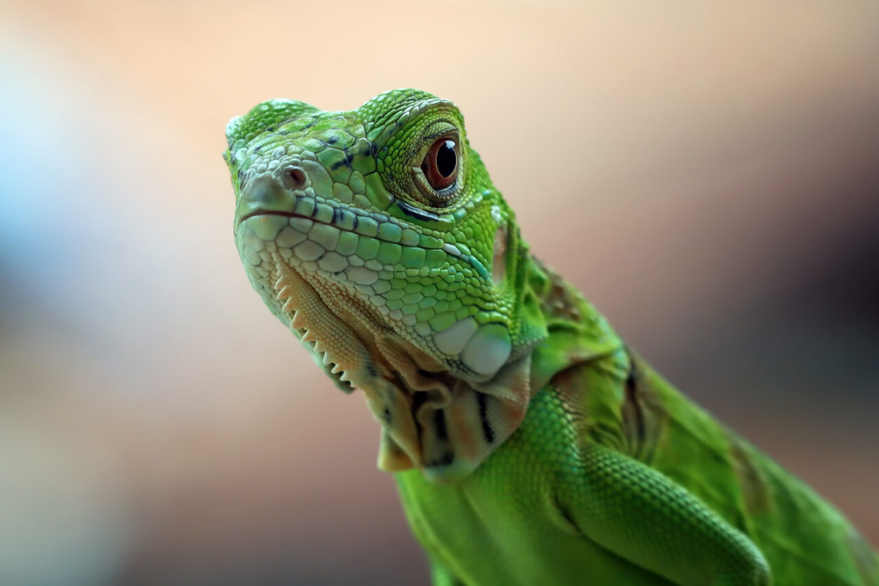 Orientações corretas podem evitar o desenvolvimento de doenças ósseas em iguanas