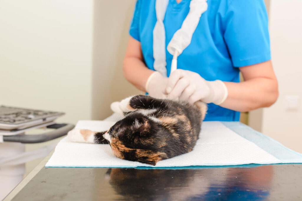 Acidente com seu pet? Confira dicas essenciais de uma veterinária para cuidar da situação