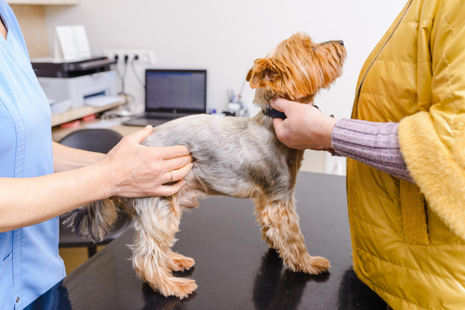 cachorro em consulta