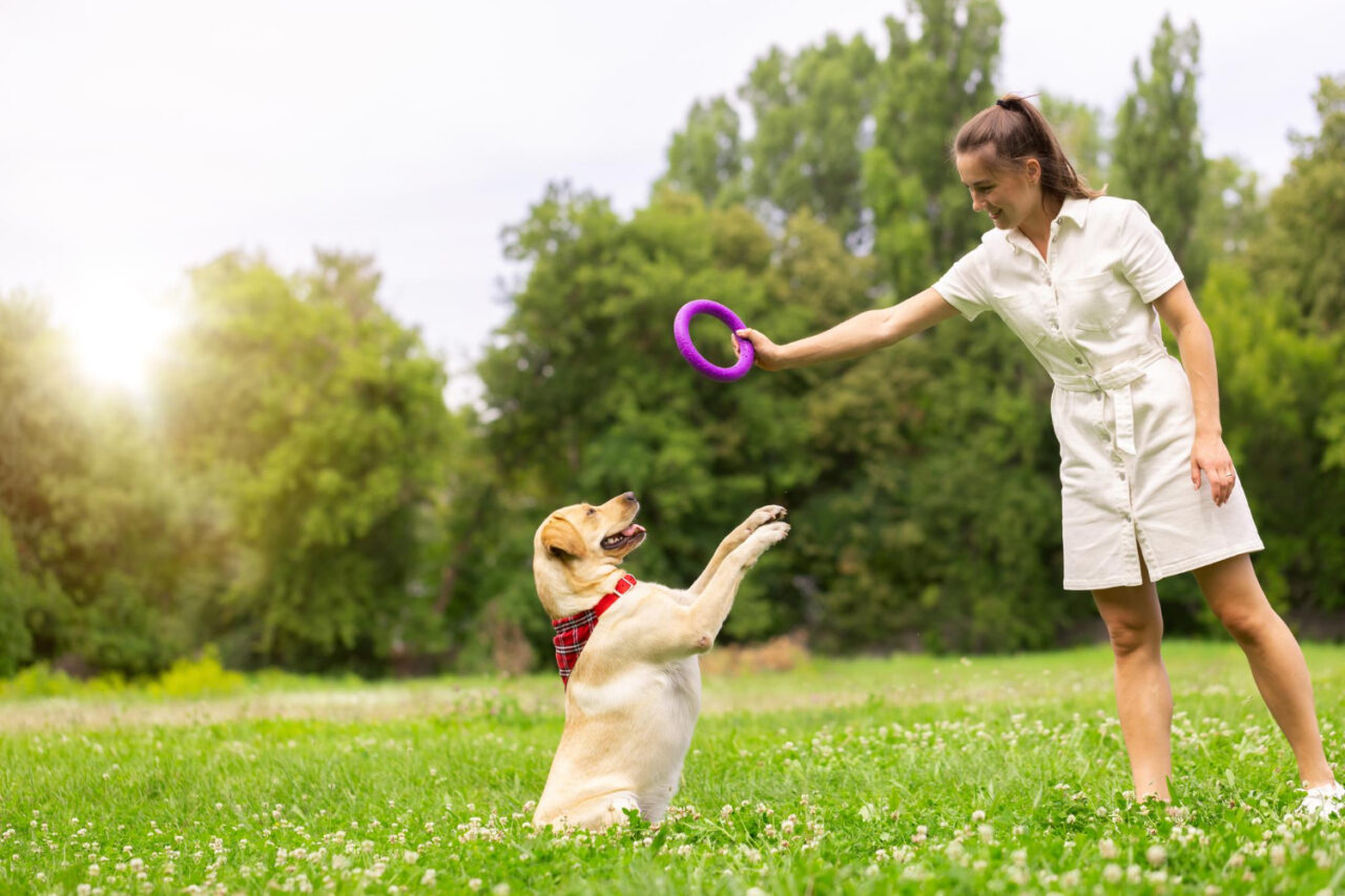 Estudo comprova que brincar 15 minutos com um cão alivia o estresse em humanos