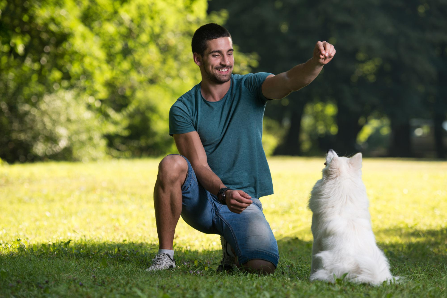 Treinamento com reforço positivo para pets se torna uma opção para os tutores