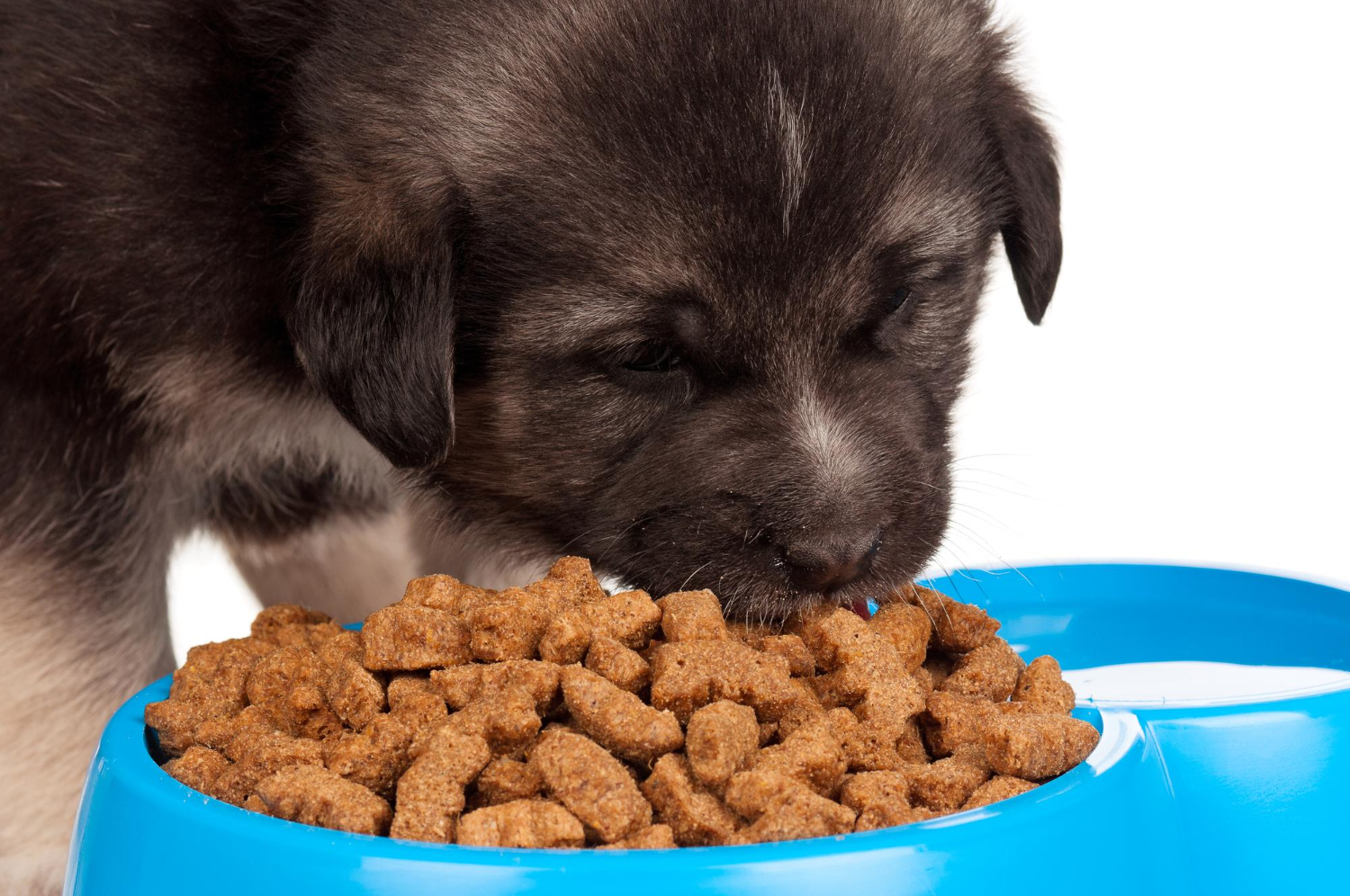 Cão filhote pode comer ração de cão grande?