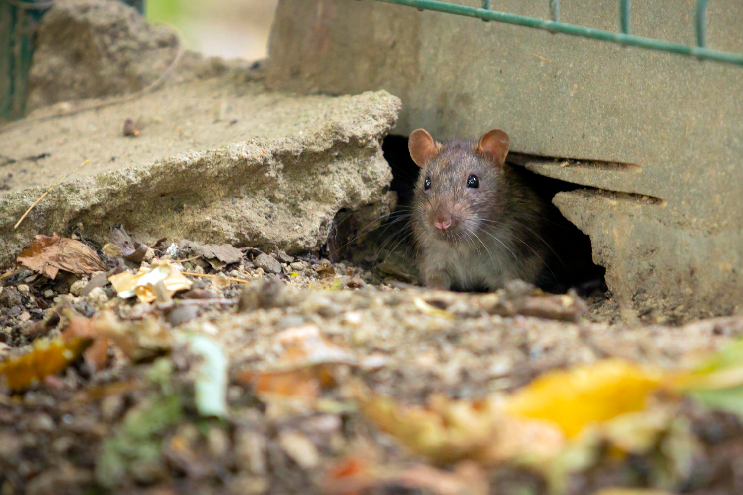 ratos e o chumbinho