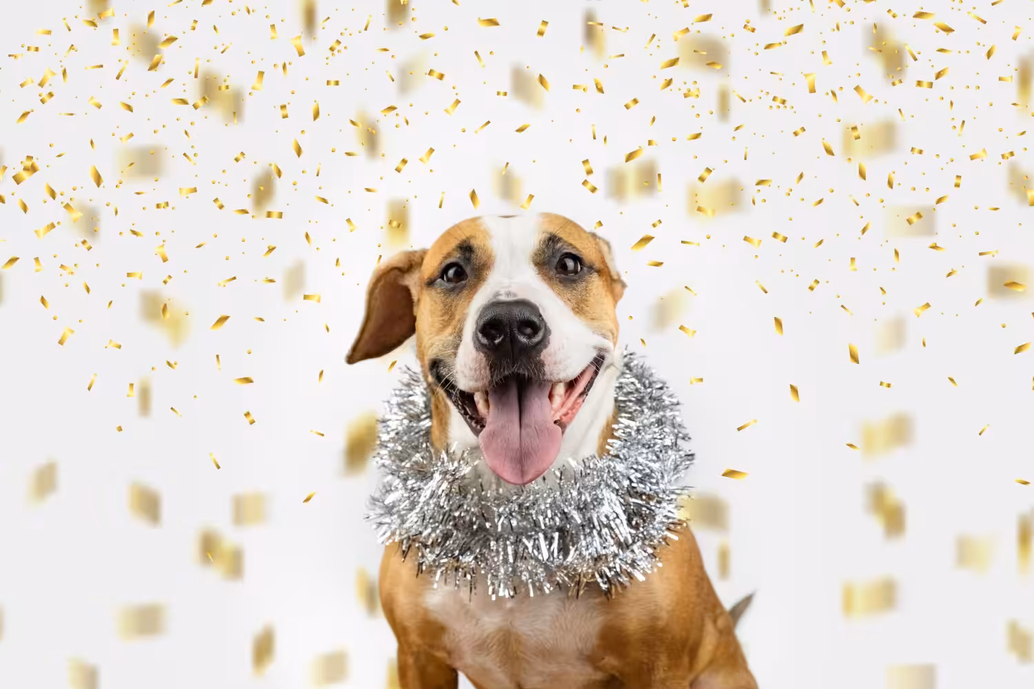 Veterinário traz dicas práticas para evitar o estresse animal no Carnaval