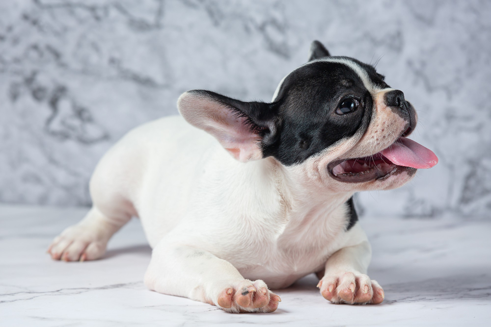 filhote bulldog francês