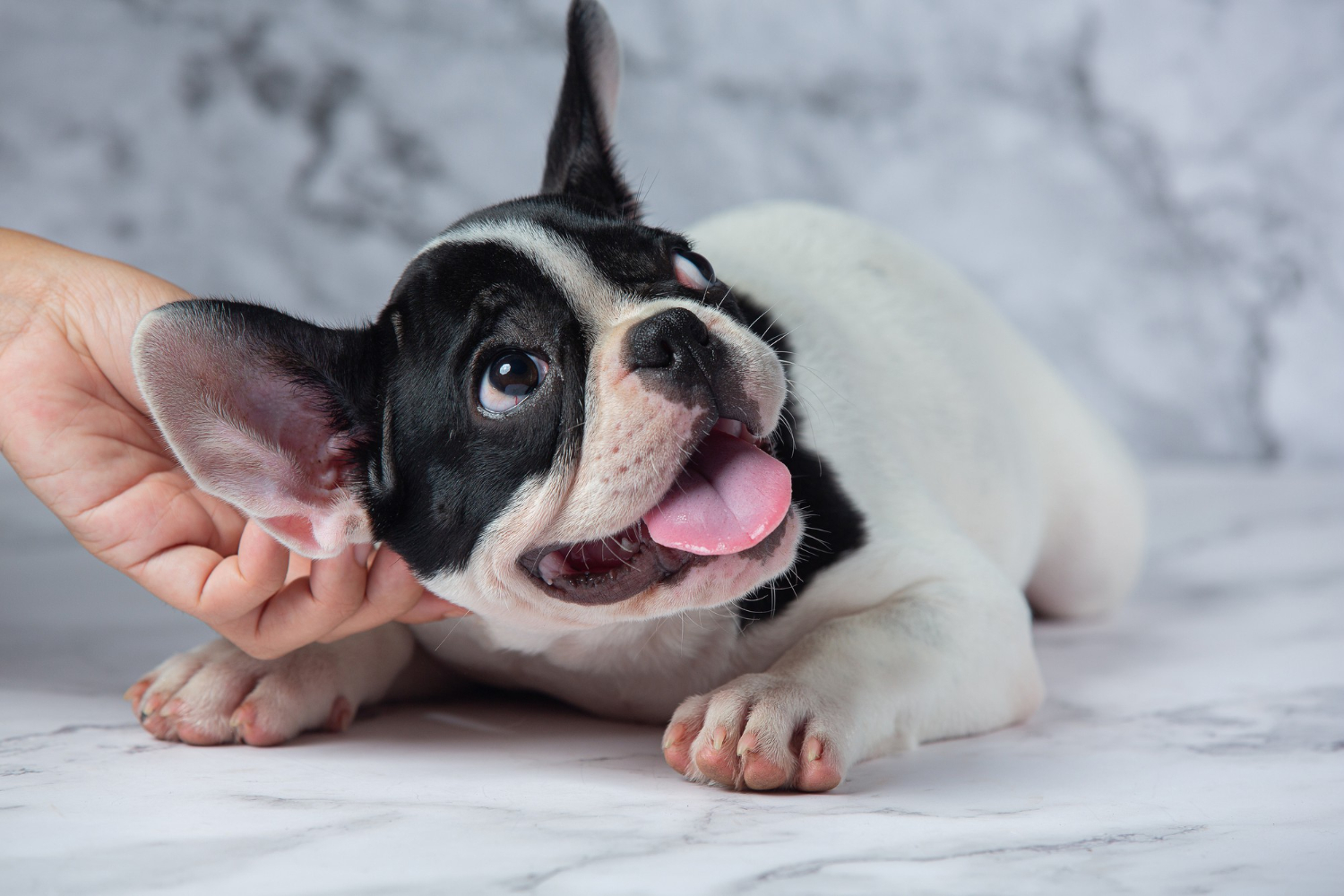 cão feliz